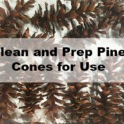 Clean Pine Cones