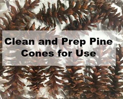 Clean Pine Cones